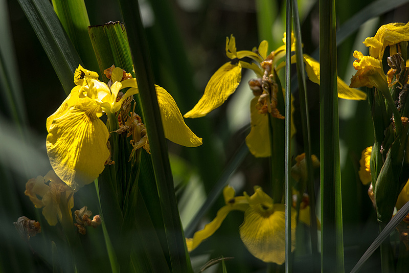 20150524 8169VRTw [F] Lilie, Marais du Vigueirat, [Mas-Thibert] Camargue