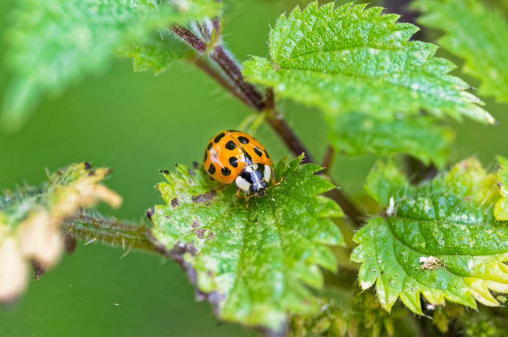 Ladybird macro (5)