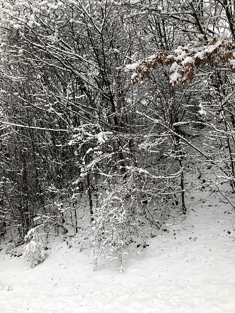 DE - Wachtberg - Winterimpressionen