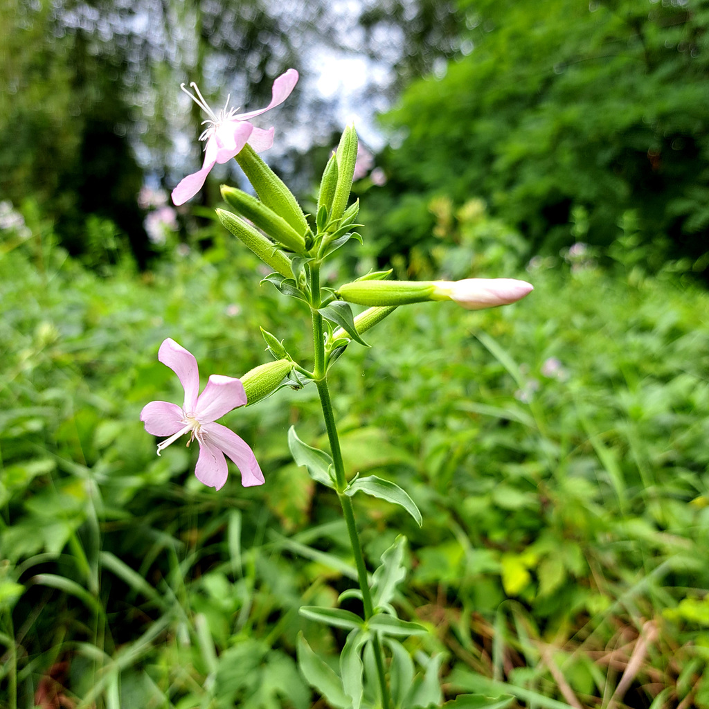 Gewöhnliches Seifenkraut (Saponaria officinalis)