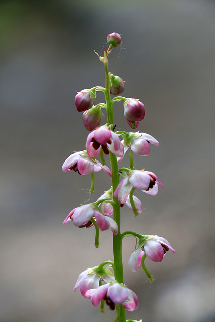 Pink Wintergreen