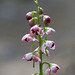 Pink Wintergreen