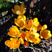 Gold-Krokus (Crocus flavus)