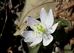 Rue Anemone