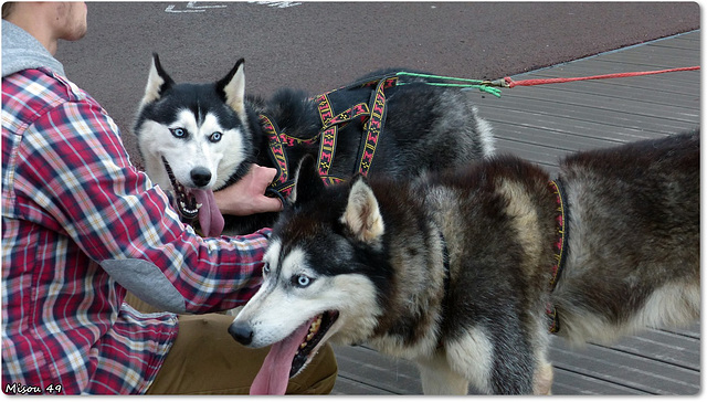 HUSKYS de SIBERIE