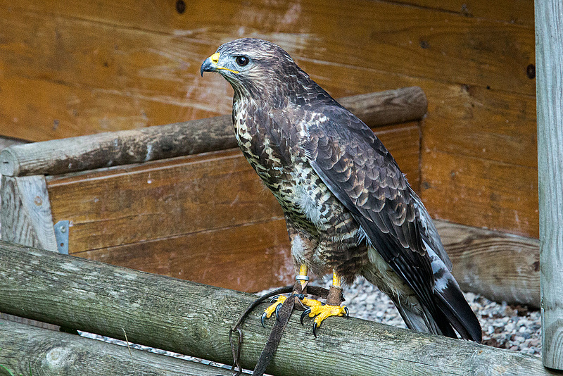 20151010 9249VRAw [D~H] Mäusebussard (Buteo buteo), Wisentgehege, Springe-Deister