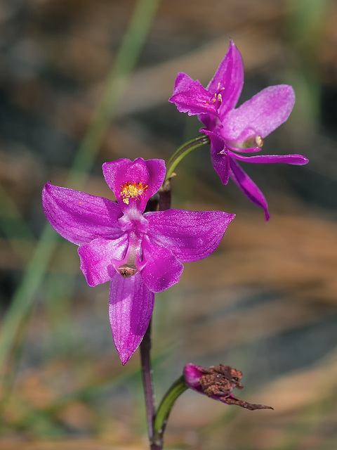 Calopogon multiflorus (Manyflowered Grass-pink orchid)