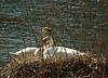 Nesting Swans - Forest of Dean