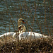 Nesting Swans - Forest of Dean