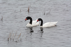 Argentino Lake, A Pair of Black-necked Swans