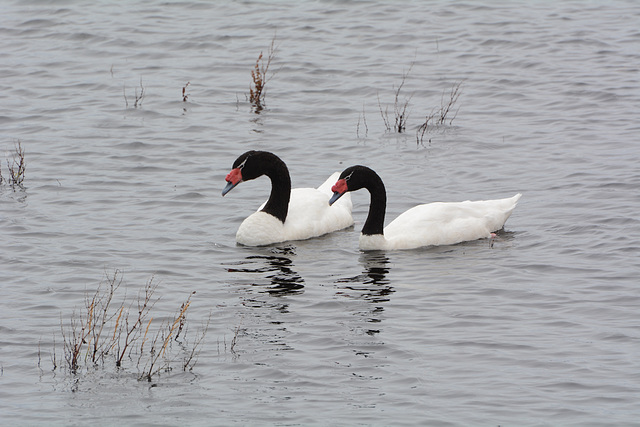 Argentino Lake, A Pair of Black-necked Swans Argentino Lake, A Pair of Black-necked Swans
