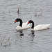 Argentino Lake, A Pair of Black-necked Swans