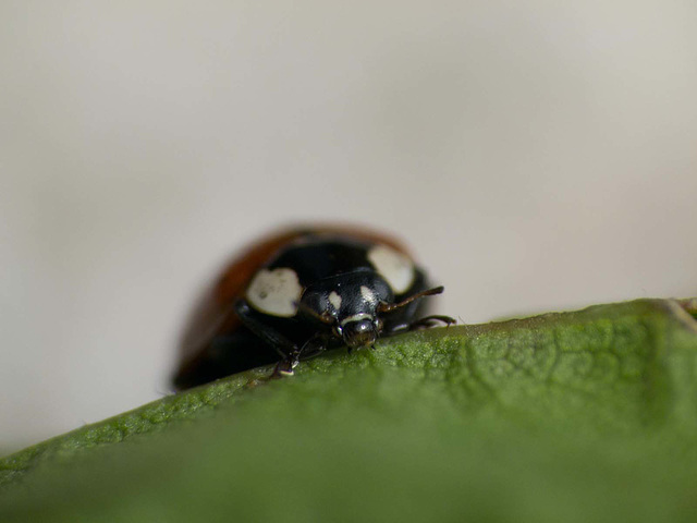 Ladybird macro