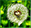 Dandelion seeds ready to fly...  ©UdoSm