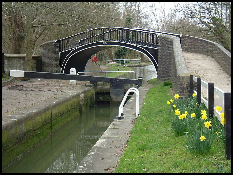 daffs at Isis Lock