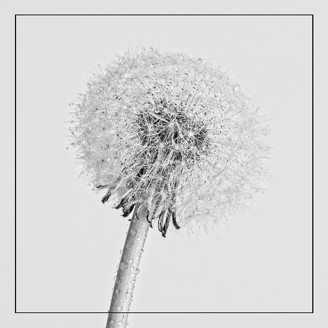 Dandelion Seed Head with Water Droplets (+PiP)