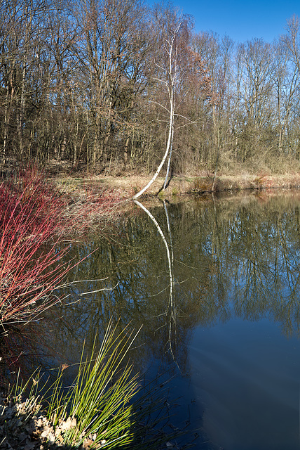 Spiegelung rot grün Rohr mit Baum