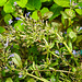 20220517 0979CPw [D~LIP] Salbei (Salvia nemorosa), Bad Salzuflen