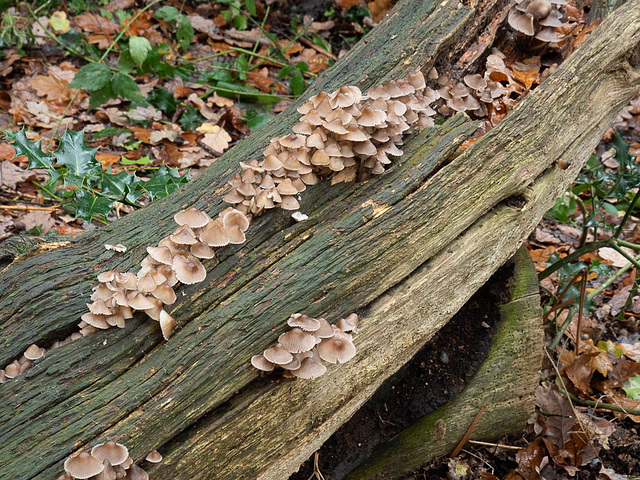 Fungi