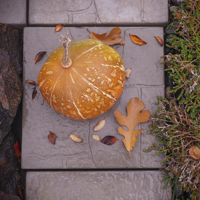 Rainy Autumn Day Rainy Autumn Day