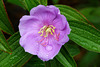 Tibouchina