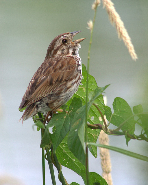 bruant chanteur/song sparrow