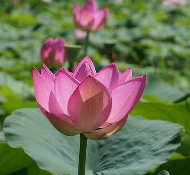 Lotus