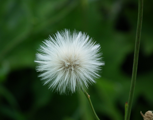 laiteron des champs / sow-thistle