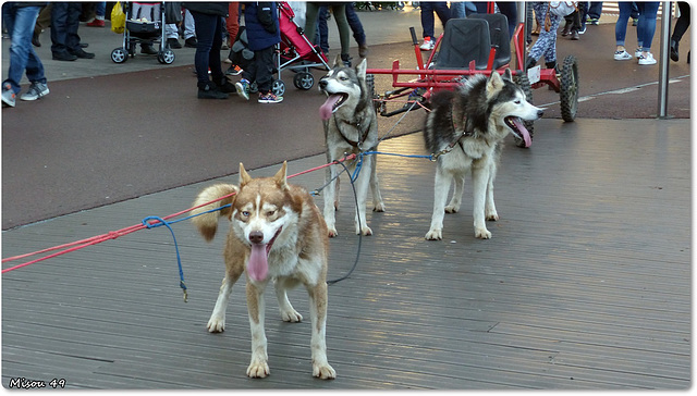 HUSKYS de SIBERIE