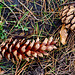 Fir Cones