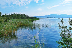 Schilfgürtel ( Bodensee )