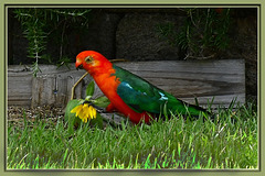 Male King Parrot