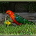 Male King Parrot