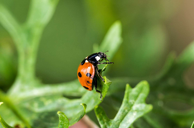 Ladybird, there hasn  't been so many here this year.