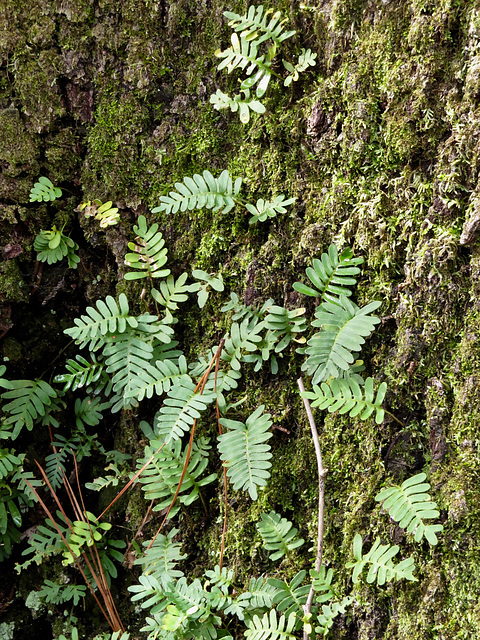 "Resurrection" ferns on an oak tree