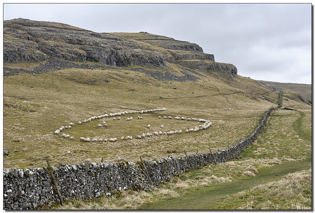 Ring of sheep dance - "after three - put your left leg in-your left leg out..."