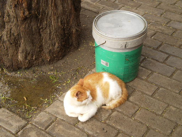 Street cat.