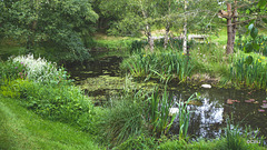 Pond cleared of weeds