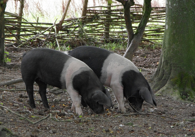 A pair of pigs