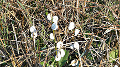 drôles d'escargots drôles d'escargots