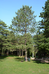Albania, Forest in Llogara National Park