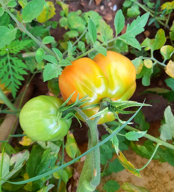 Tomates du jardin à Damien**************