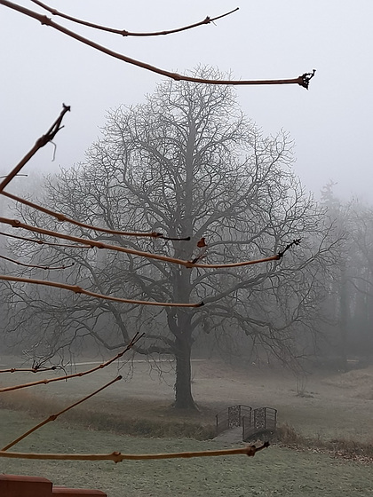 Ce matin dans mon parc*************