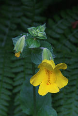 Yellow Monkey Flower