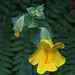 Yellow Monkey Flower