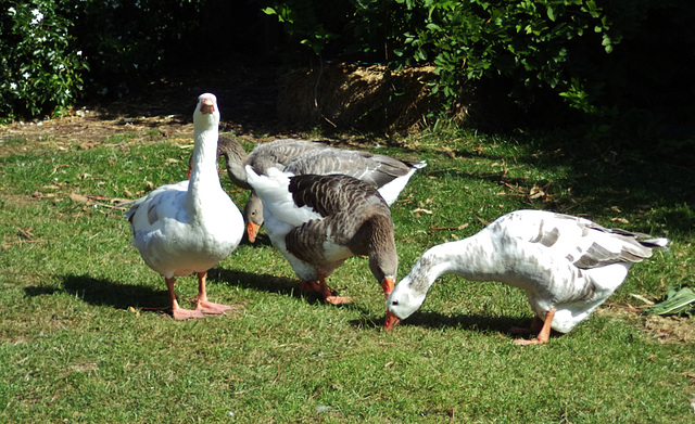 the goose family