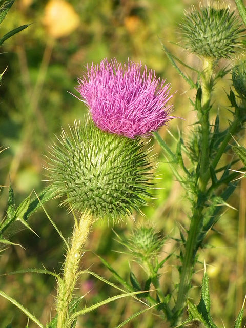 chardon vulgaire / bull thistle