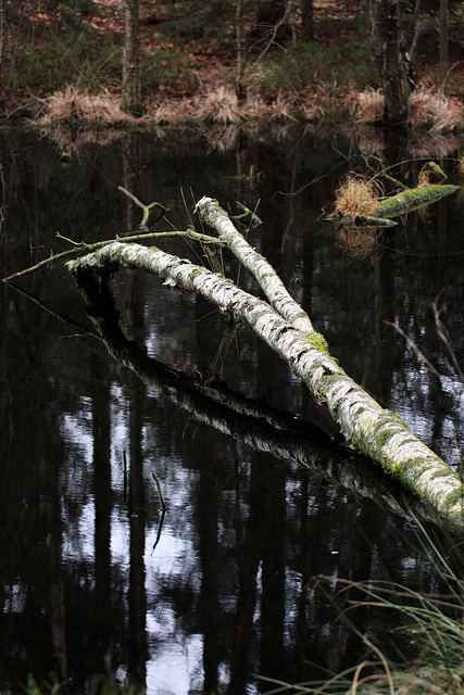 Grossenseeer Spiegelungen