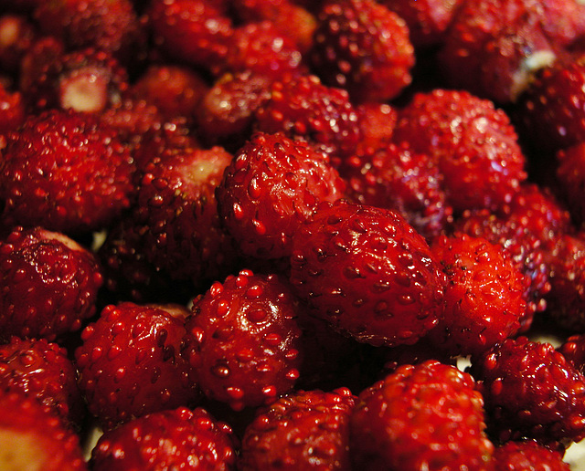 Walderdbeeren