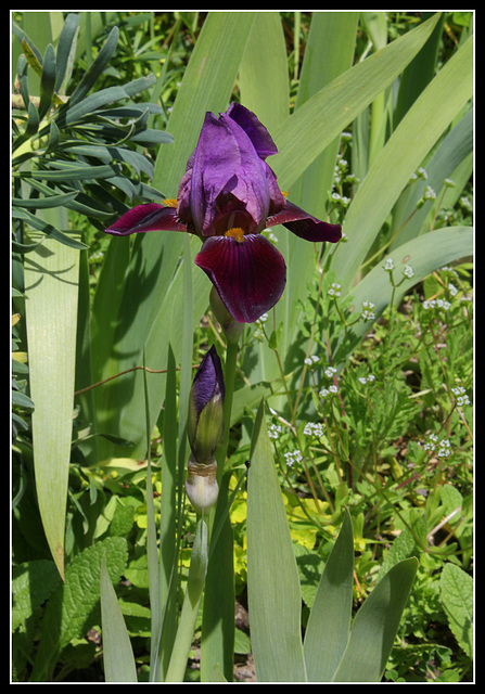 Iris Cameroun (4)